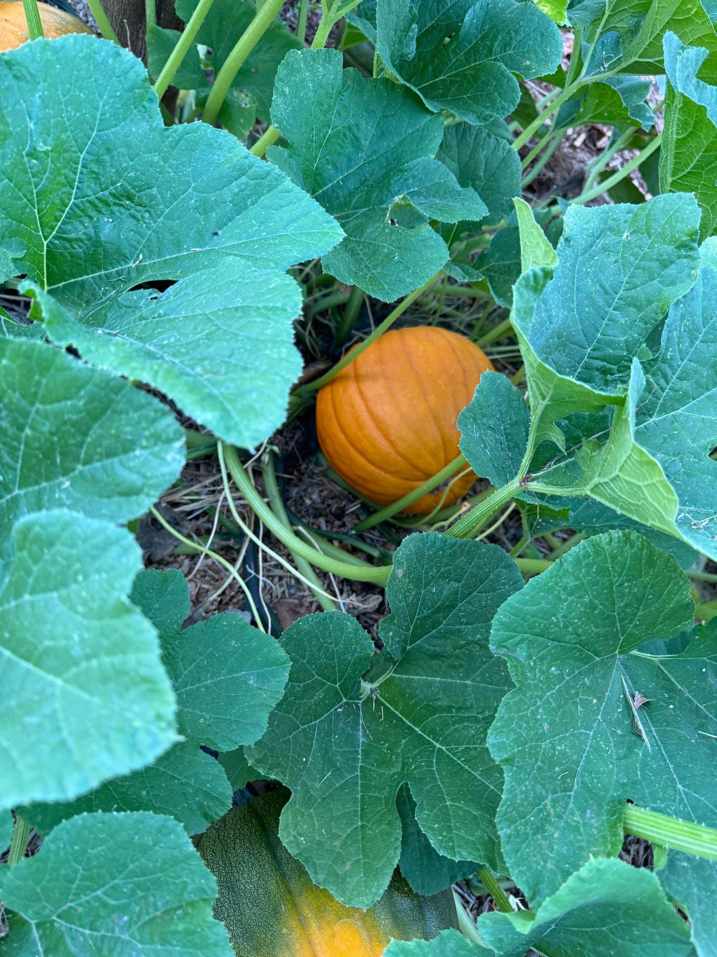 Package 2 - The Pumpkin Bomb