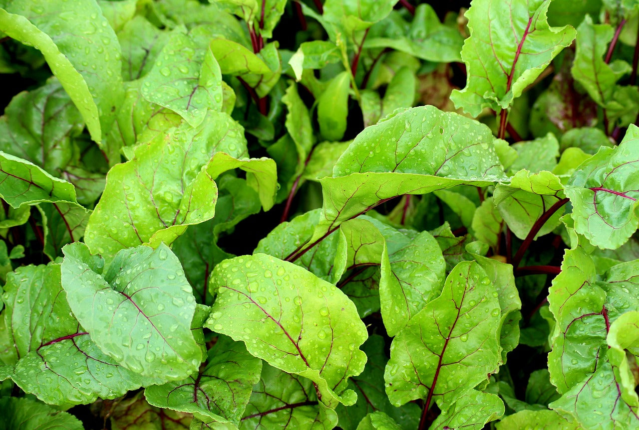 Green Top Bunching Beet