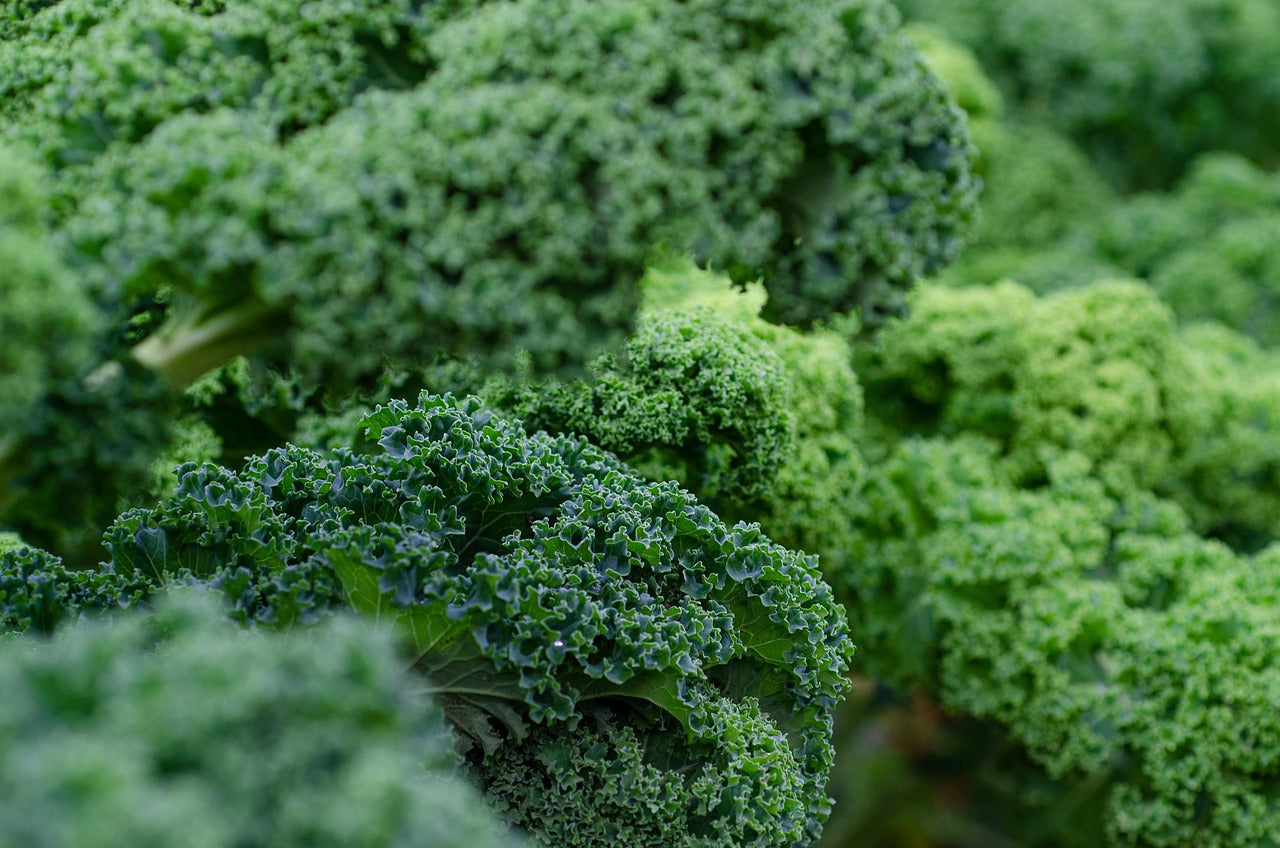 Blue Scotch Curled Kale Seeds