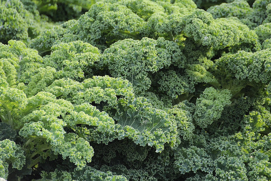Blue Scotch Curled Kale Seeds